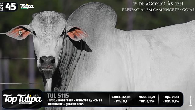 Lote 45