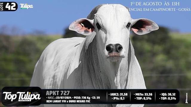 Lote 42