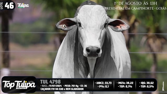 Lote 46