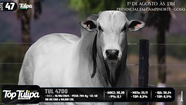 Lote 47