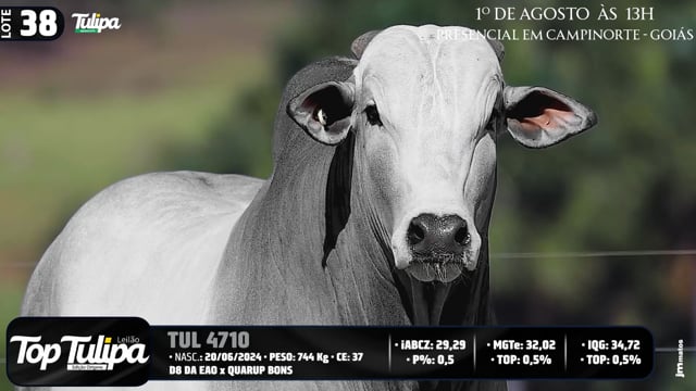 Lote 38
