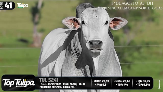 Lote 41