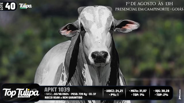 Lote 40
