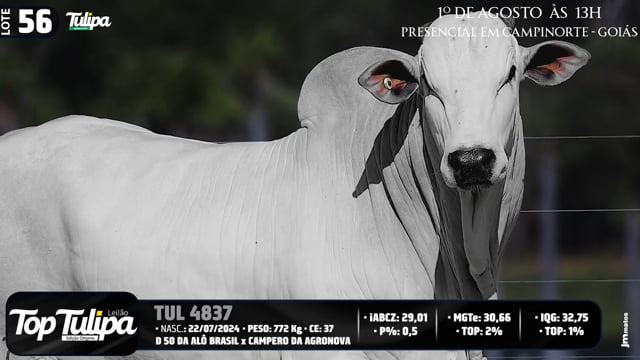 Lote 56