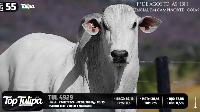 Lote 55