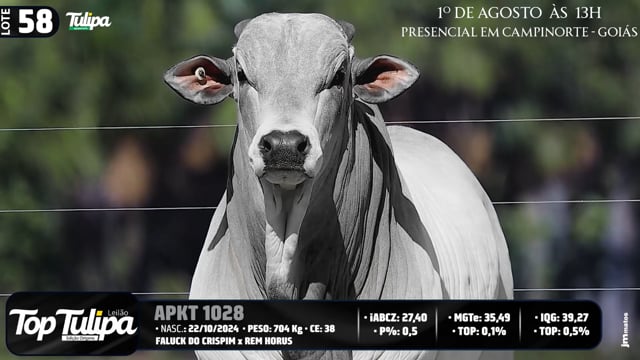Lote 58