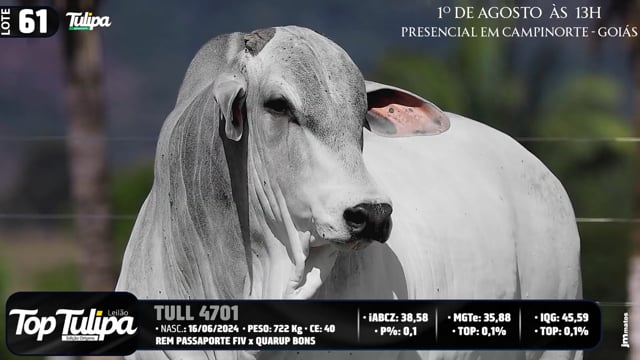 Lote 61