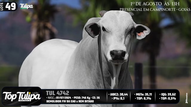 Lote 49