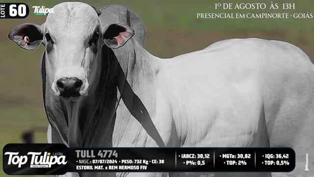 Lote 60