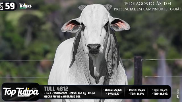 Lote 59