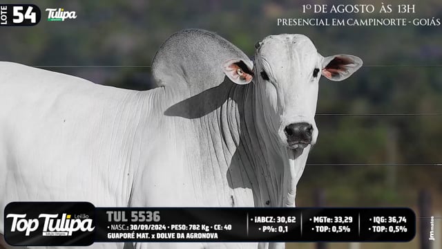 Lote 54
