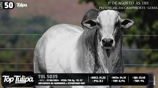 Lote 50