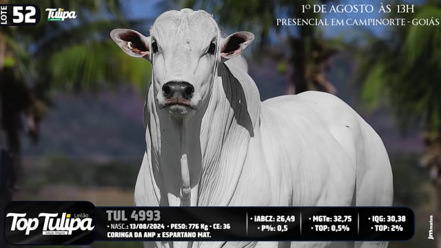 Lote 52