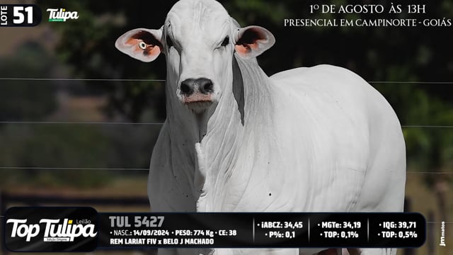 Lote 51