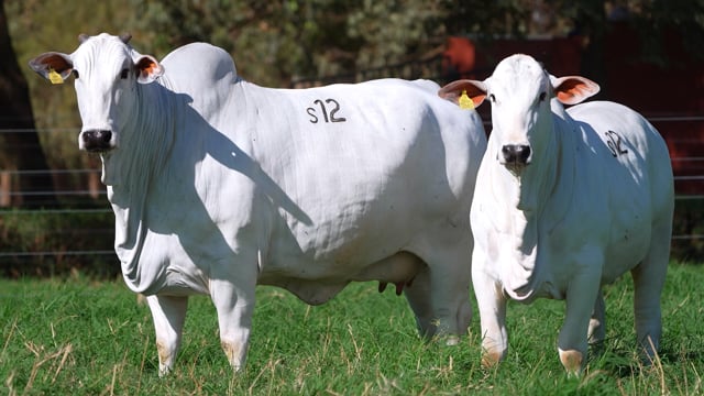 Lote S12