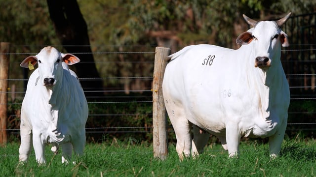 Lote S18
