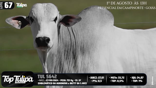 Lote 67