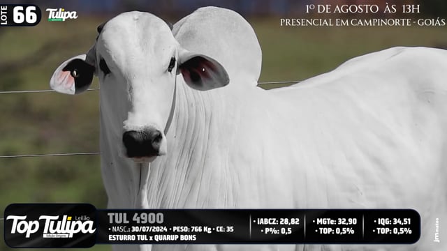 Lote 66