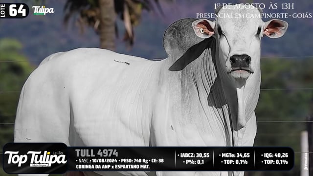 Lote 64