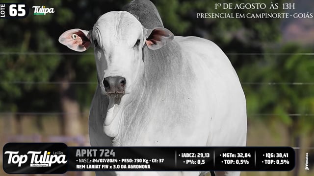 Lote 65
