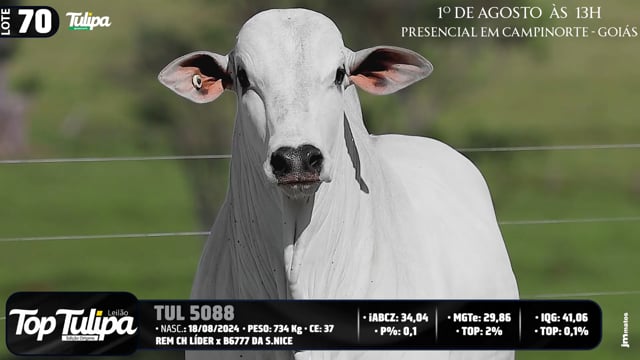 Lote 70