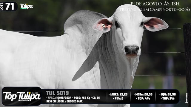 Lote 71