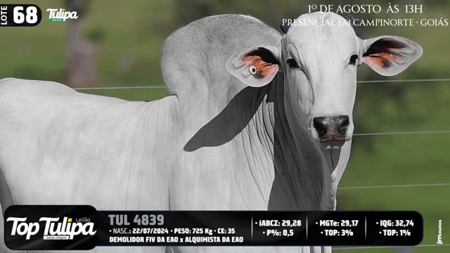 Lote 68