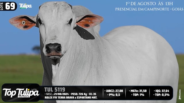Lote 69