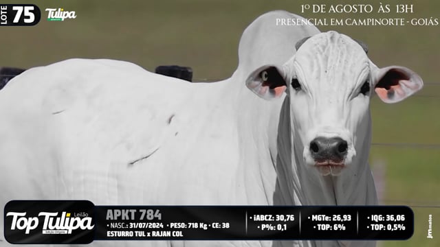 Lote 75