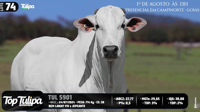 Lote 74