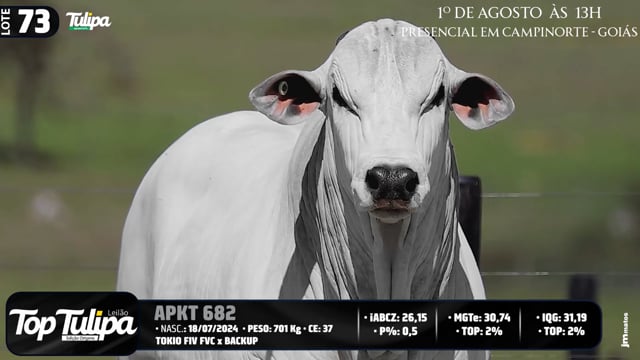 Lote 73