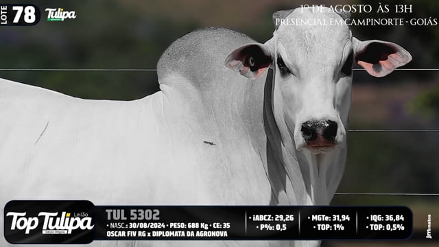 Lote 78