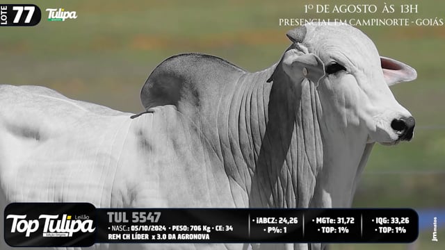 Lote 77