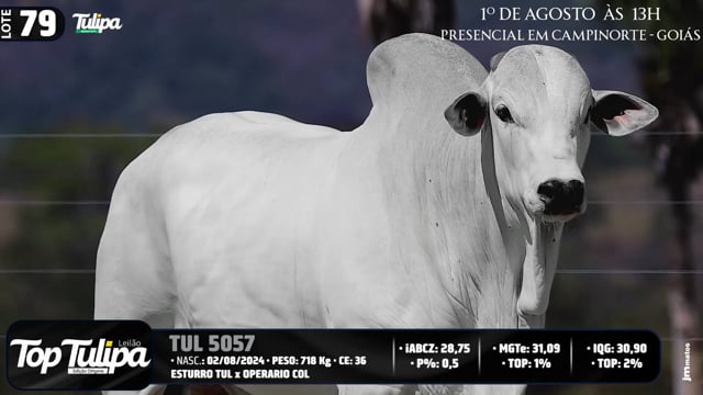 Lote 79