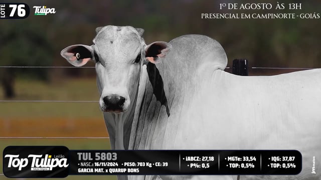 Lote 76