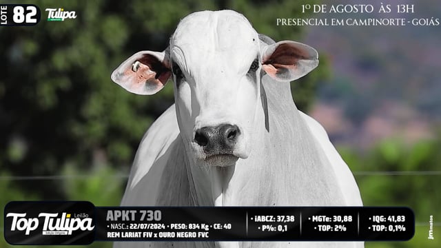 Lote 82