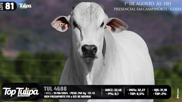 Lote 81