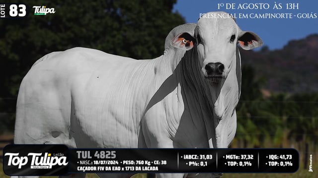 Lote 83