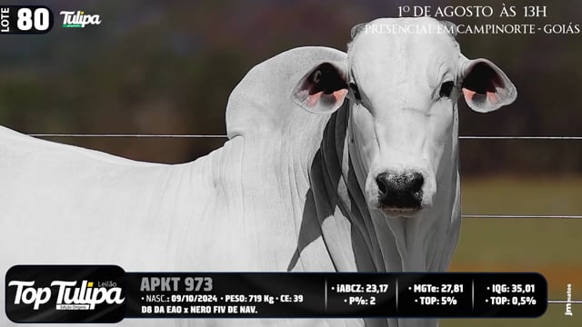 Lote 80