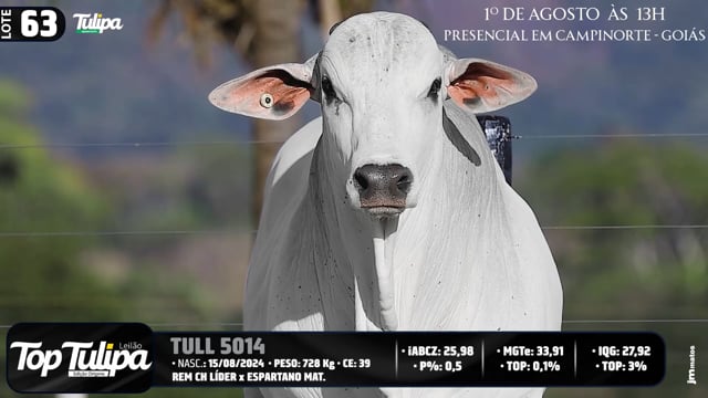 Lote 63