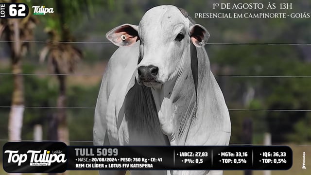Lote 62