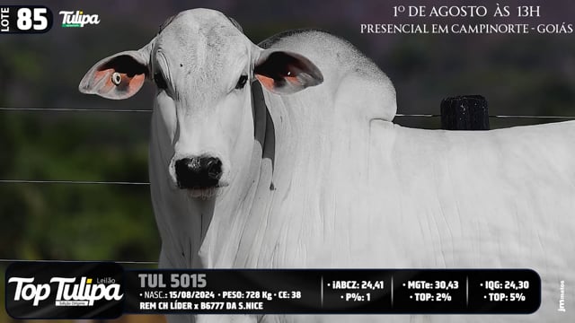Lote 85