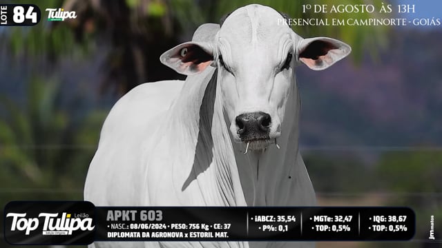 Lote 84