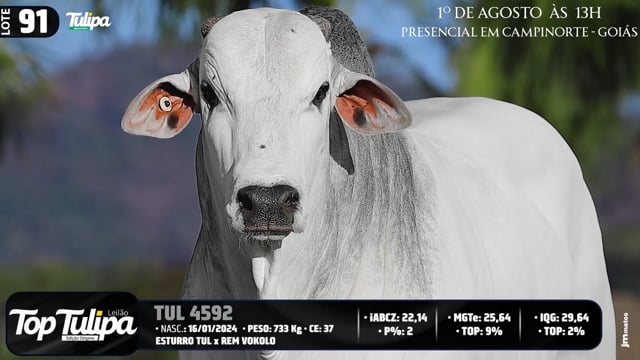 Lote 91