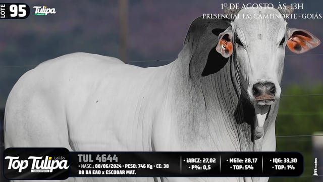 Lote 95