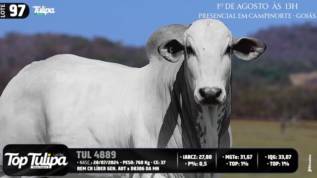 Lote 97