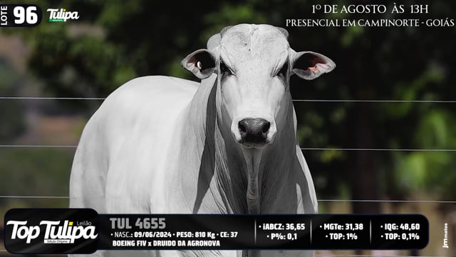 Lote 96