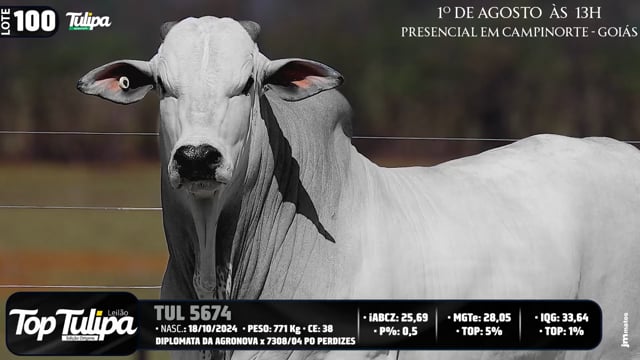 Lote 100