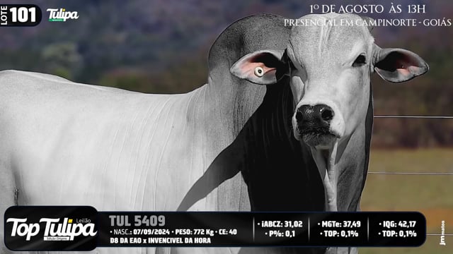Lote 101
