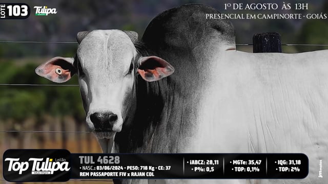 Lote 103
